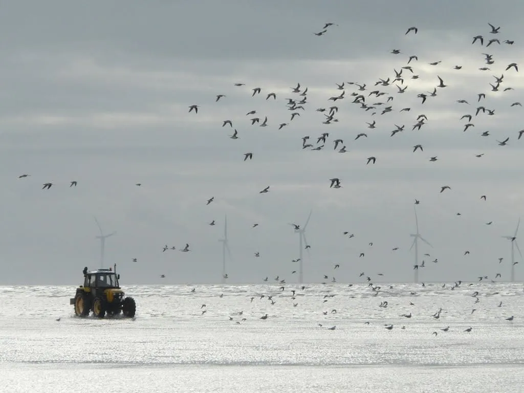 A tractor crossing a vast wet beach at low tide, a large flock of birds wheeling overhead and offshore wind turbines on the horizon